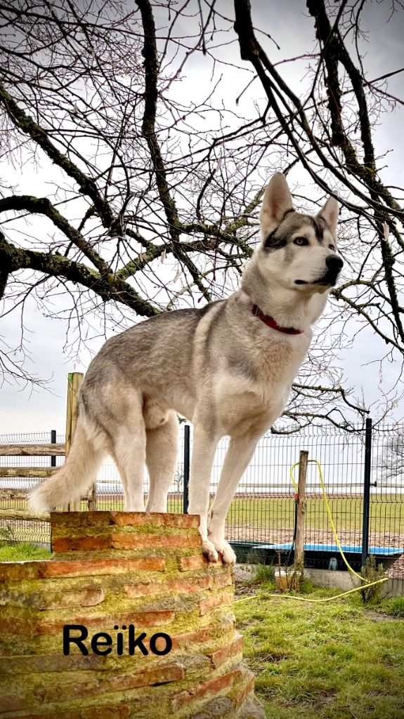 ReÏko De Gres-loup