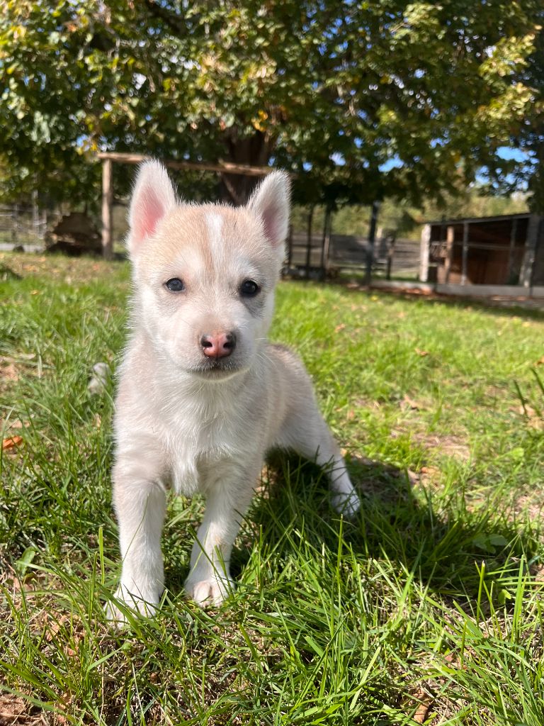 De Gres-loup - Chiots disponibles - Siberian Husky