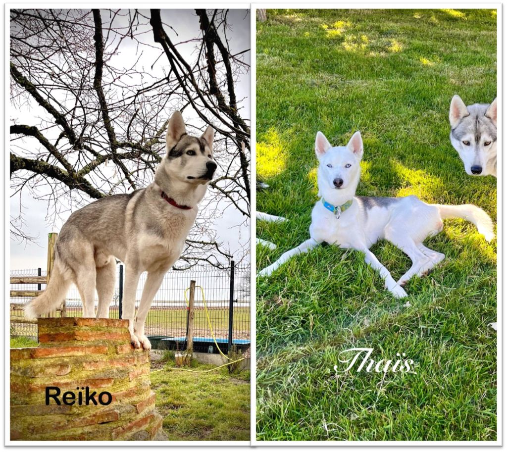 Chiot Siberian Husky De Gres-loup