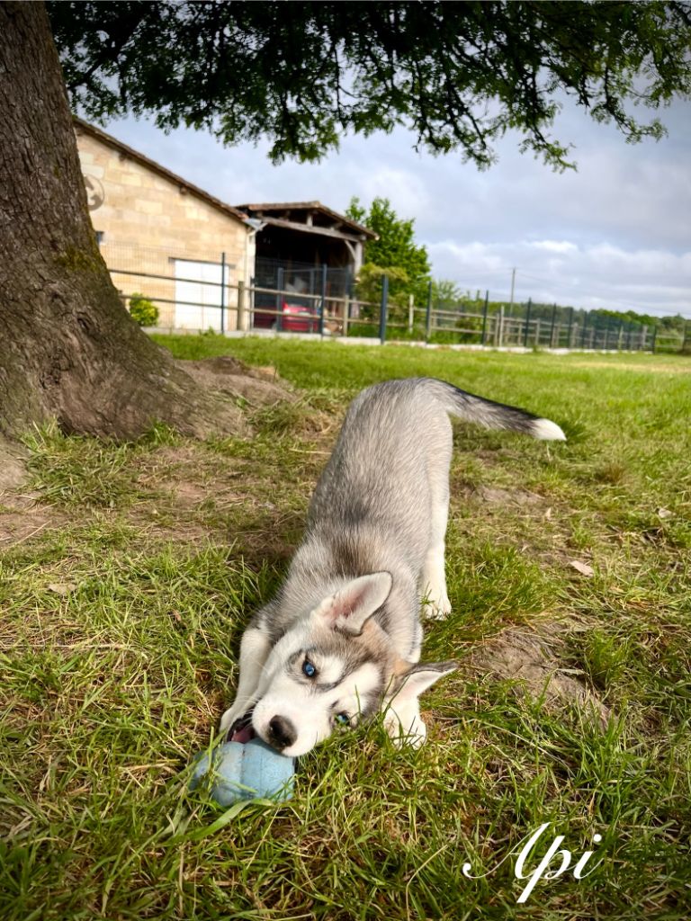 De Gres-loup - Chiots disponibles - Siberian Husky