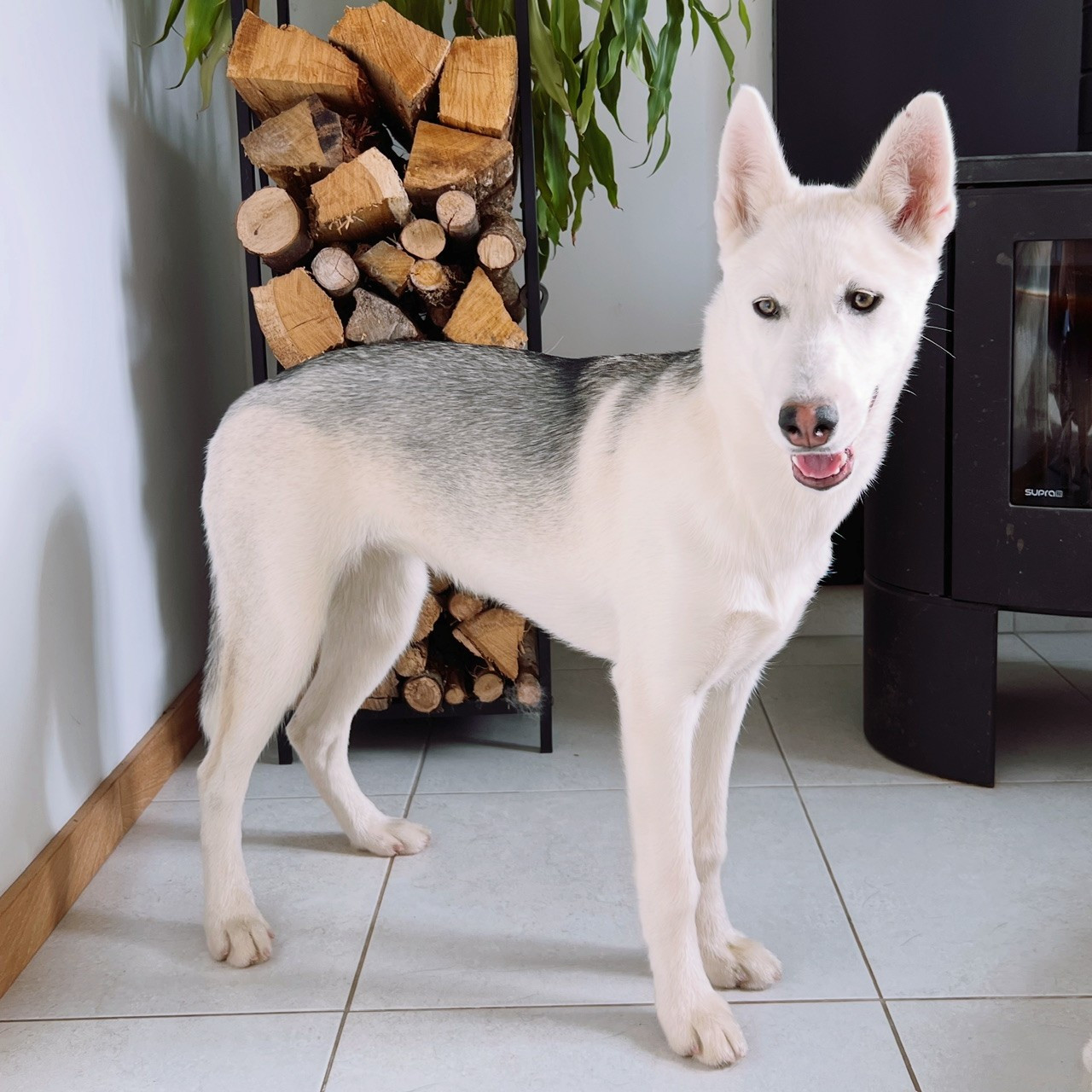 De Gres-loup - Chiots disponibles - Siberian Husky