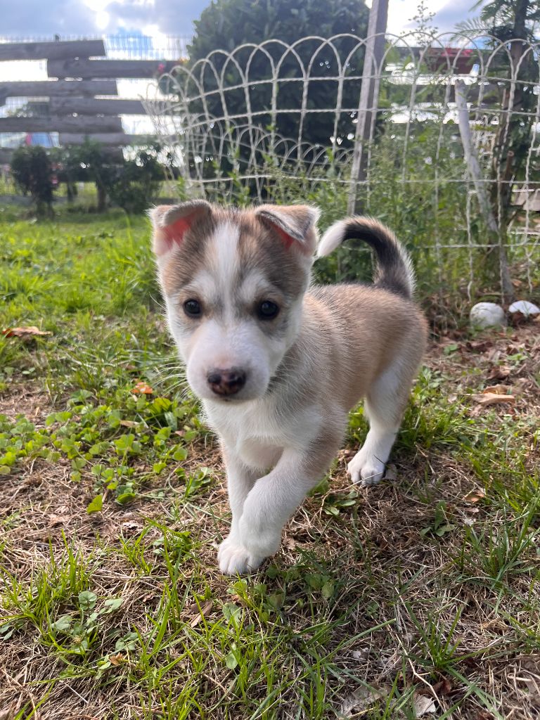 De Gres-loup - Chiots disponibles - Siberian Husky