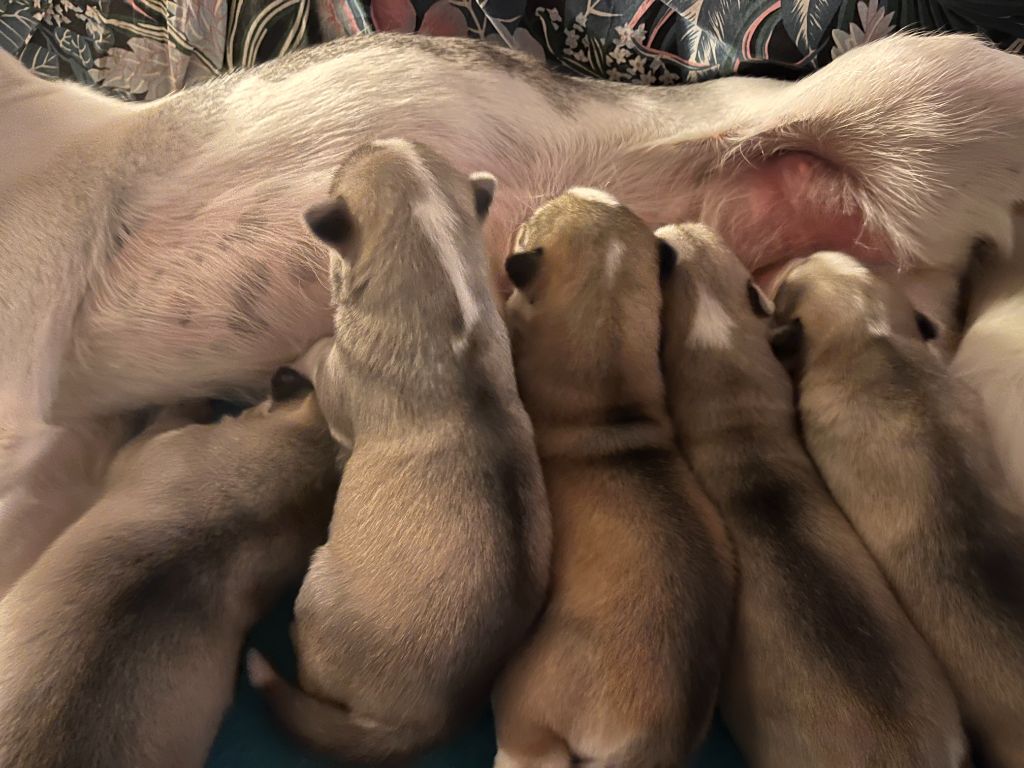 De Gres-loup - Siberian Husky - Portée née le 26/08/2025