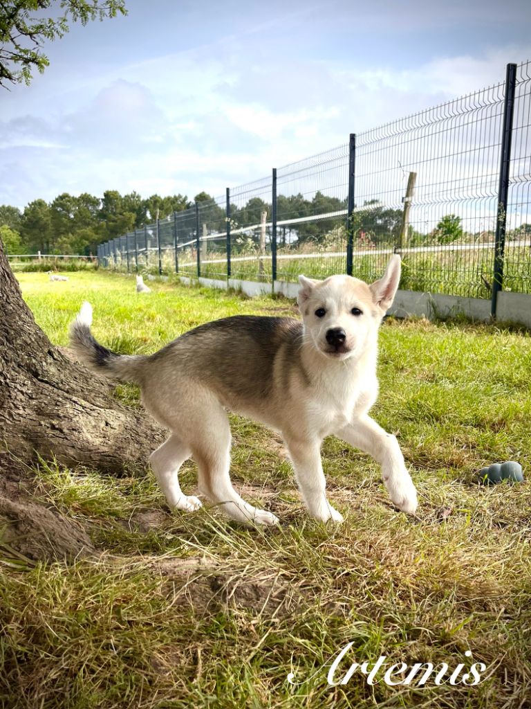 De Gres-loup - Chiots disponibles - Siberian Husky