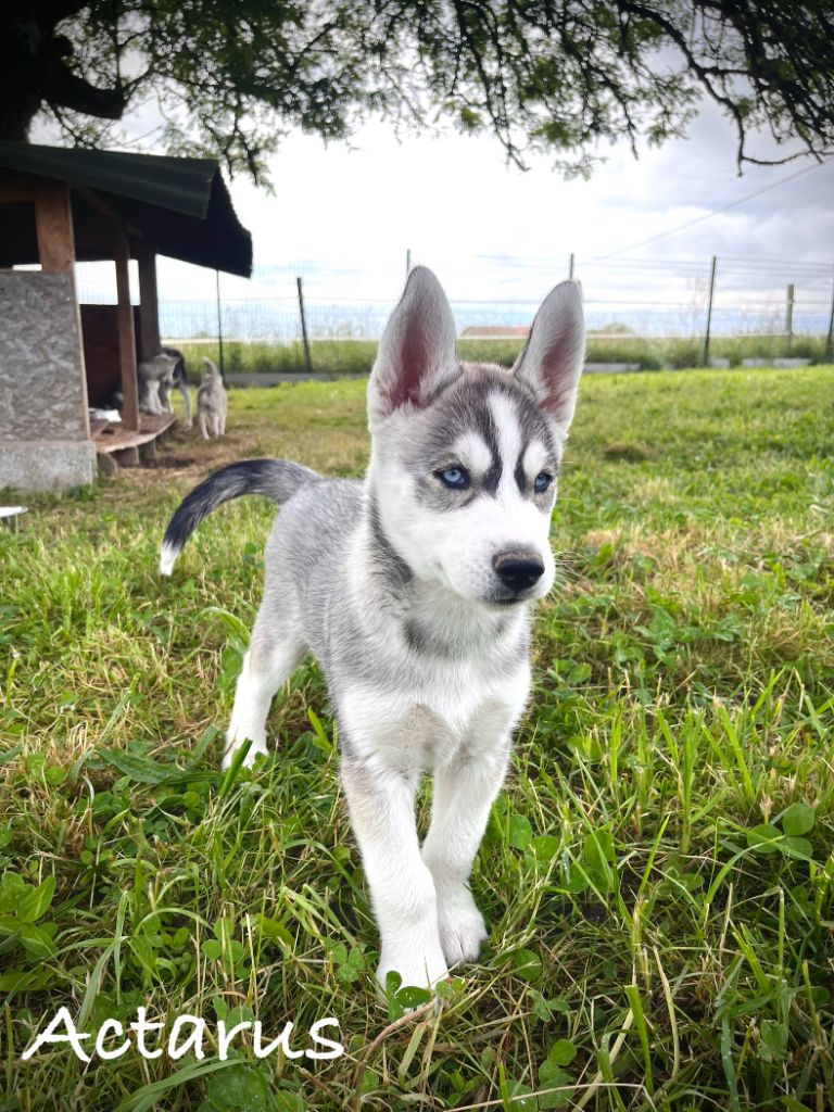 De Gres-loup - Chiots disponibles - Siberian Husky