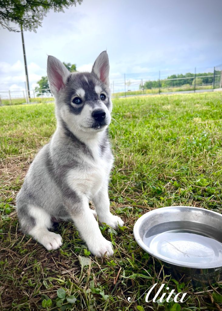 De Gres-loup - Chiots disponibles - Siberian Husky