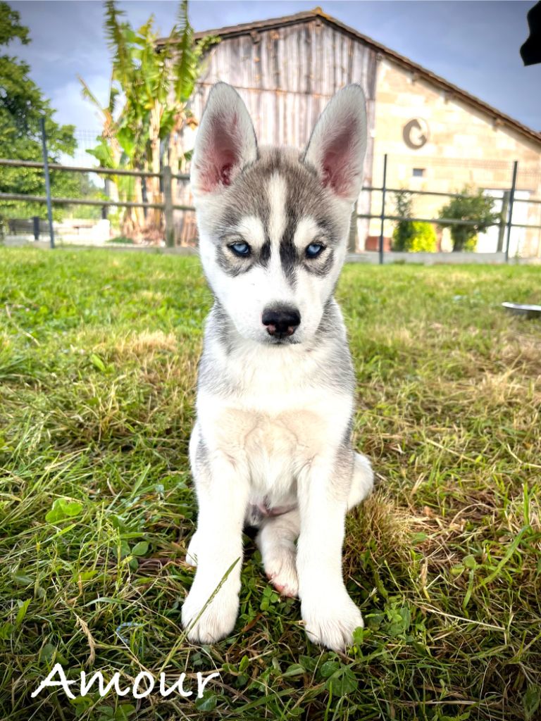 De Gres-loup - Chiots disponibles - Siberian Husky
