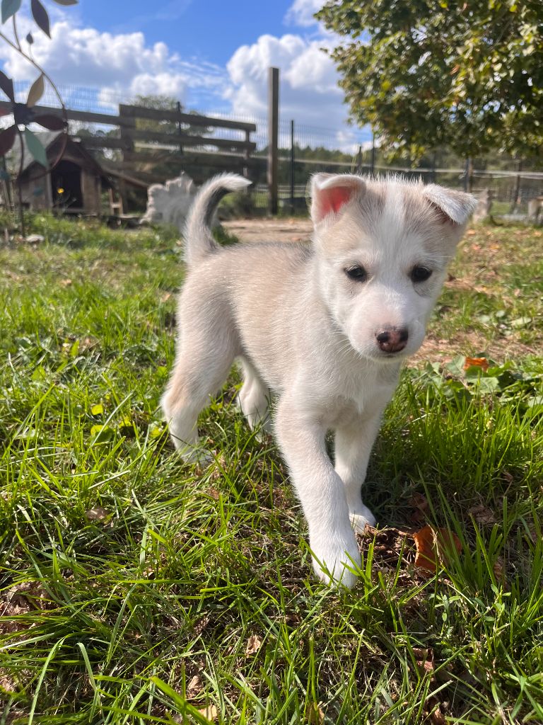 De Gres-loup - Chiots disponibles - Siberian Husky