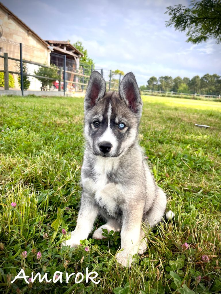 De Gres-loup - Chiots disponibles - Siberian Husky